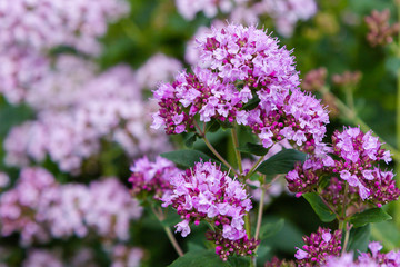 Obraz premium Origanum (oregano) vulgare w ogrodzie. Kwiaty origanum vulgare w naturalnym tle.