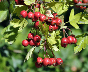 Ripened hawthorn (Crataegus) berries