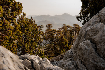 Landscape of forest in the highlands of Turkey