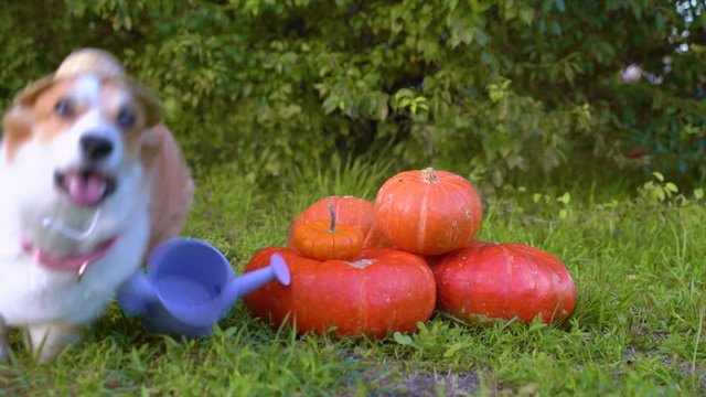 Cute Welsh Corgi dog in a straw hat, sitting next pile of different sized orange pumpkins on green grass on a background of trees and purple garden watering can