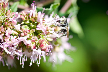 Wildbiene auf Oregano Blüte
