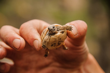 Small turtle in a hand of human