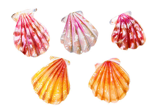 A set of five sea scallops. Summer season.