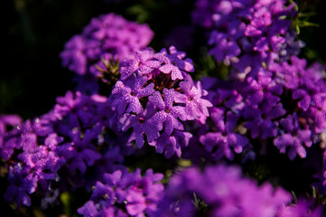 Close-up of a bush of purple flowers