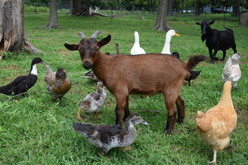 Farm Animals