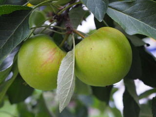 Two green apples on a tree