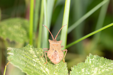 Coreus Marginatus