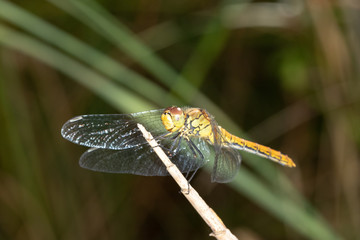 Common Darter Dragonfly 10