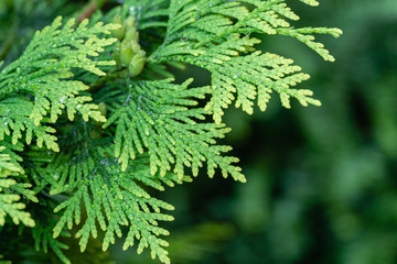 Close-up green texture of needles western thui twig on blurred green background. Summer green landscape, fresh wallpaper, nature background concept with place for your text.