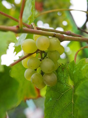 Bunch of green grapes on the vine. Ripe grapes on vine hanging down portrait
