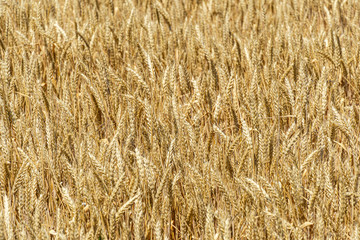 Close-up golden ripe ears of wheat in field, rural countryside. Sunny summer day during harvest wheat close up. Agriculture landscape. Summer landscape, fresh wallpaper, nature background concept