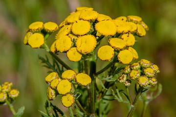 Yellow flower of Tanacetum vulgare in natural background. Medicinal plants in the garden.