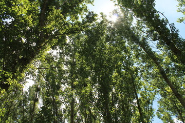 Obraz premium ÁRBOLES