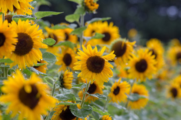 Fototapeta premium Sonnenblumen