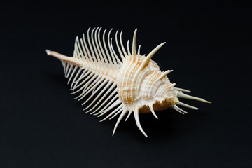 Sea Shell Murex pecten on black background