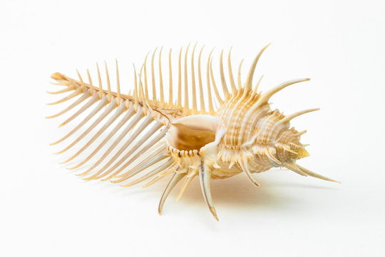 Sea Shell Murex pecten on white background