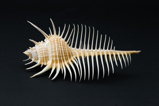 Sea Shell Murex pecten on black background