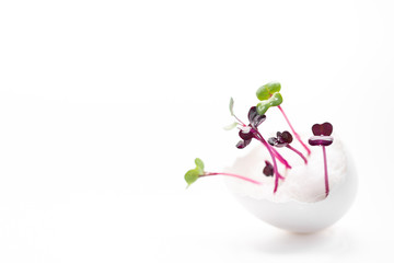 Sprouts and sprout seeds. Micro greens. Fresh sprouts of radish in eggshell on white background.