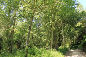 Obraz premium PASEO FORESTAL