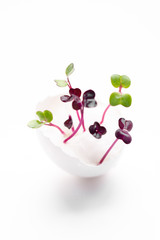 Sprouts and sprout seeds. Micro greens. Fresh sprouts of radish in eggshell on white background.