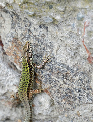 Obraz na płótnie Canvas wall lizard on a rock in Passau, Germany