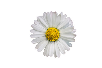 Single daisy flower isolated on white background