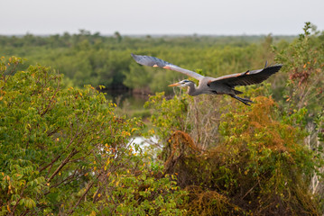 A great blue heron (Ardea herodias) flies low over the Ten Thousand Lakes of the Florida Everglades