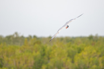 Black skimmer (Rynchops niger) spreads its wings in the Ten Thousand Lakes of the Florida Everglades - obrazy, fototapety, plakaty