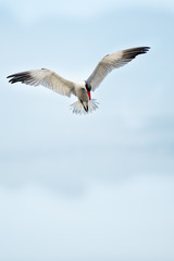 Black skimmer (Rynchops niger) spreads its wings in the Ten Thousand Lakes of the Florida Everglades