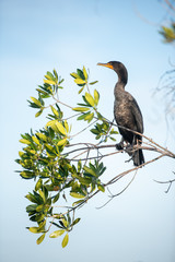 Great cormorant (Phalacrocorax carbo) perches on a tree in the Ten Thousand Islands region of the...