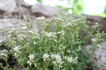 FLORES BROKEH