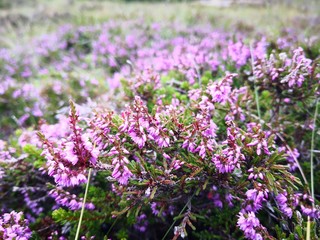 Small blooming purple flowers in Norway