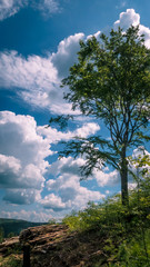 Obraz premium tree and sky