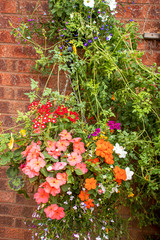 Fototapeta na wymiar hanging baskets of annuals against a wall