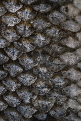 The fish scale close up. Salmon scale © Lisa Bauer