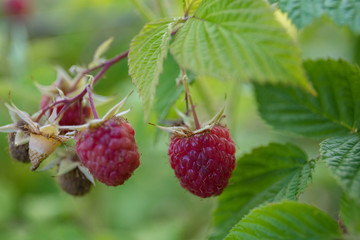 HERITAGE Raspberry