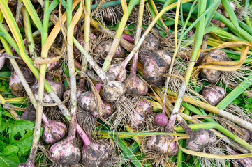 Harvest of garlic in the garden