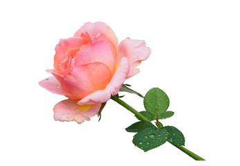 Focus Stacked Image of a Pink Rose after the Rain Isolated on White