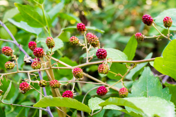 wild blackberries in the summer