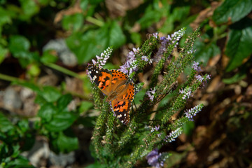 015-butterfly-ankeny-01aug19-12x08-008-500-2556