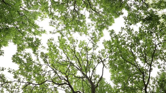 Camera rotation taking off the crown of trees in a green forest in cloudy weather, medium plan
