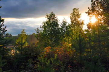 Sunset in the forest by the lake summer landscape.