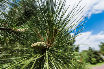 close up of green fir tree with needles against blue sky