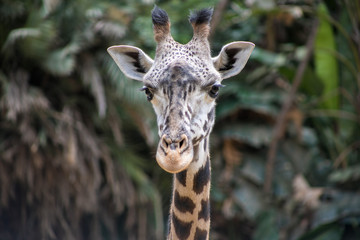 giraffe in zoo