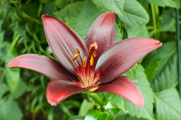 Dark burgundy lily. Varieties of black lilies.