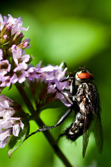 Fliege auf Majoran Blüte