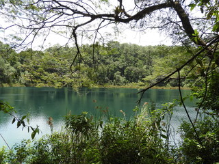 Laguna y árboles