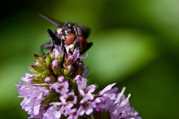 Makro Fliege auf Majoran Blüte