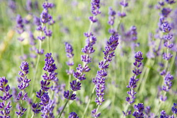 Obraz premium Floral background of lavender blooming. Purple lavender flowers on natural background.