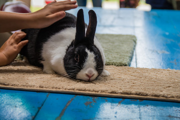 Black and White Dutch Rabbit at 4H display at county fair